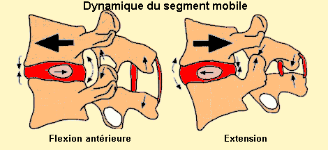 Dynamique du segment mobile 